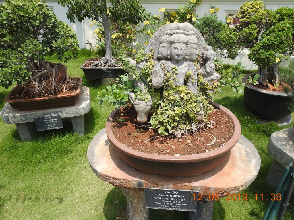 Kishkinda Moolika Bonsai Garden Mysore