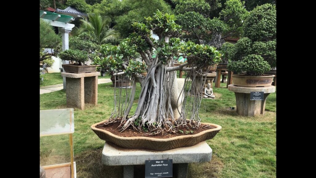 Kishkinda Moolika Bonsai Garden Mysore